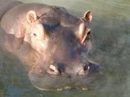 submerged hippopotamus in the water