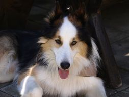 attractive Dog Portrait