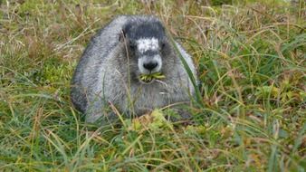 grey marmot in grass