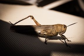 grasshopper with short antennae
