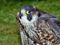 Peregrine Falcon closeup portrait