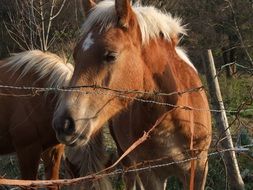 charmingly cute Horses Nature