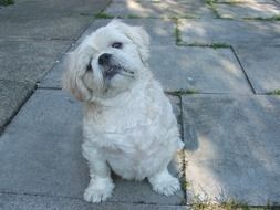 Dog Breed Shih Tzu