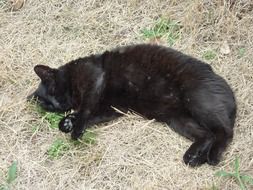 black cat on dry grass