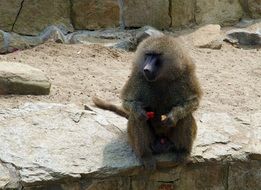 Baboon in the zoological garden