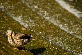 duck on sand