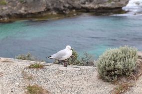 seagull on a rocky coast in summer