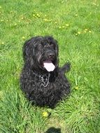 astounding Fur Meadow Pet