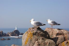 seagulls stand on the rocks by the sea