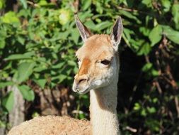 curios lama face