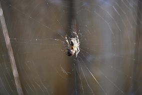 Spider insect in Web macro