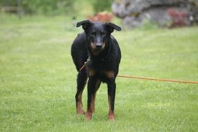 charmingly cute Beauceron Dog