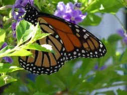 striped butterfly on a green plant in spring