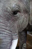 Elephant Wrinkled Face macro