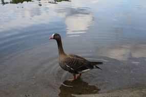 goose standing in the water