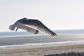 seagull flies over a beach near the north sea