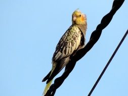 the parrot sits on a wire against the blue sky