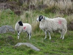 sheep in the countryside in spring