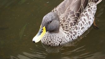 African duck on water close-up