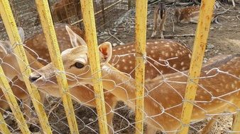 sika deer in a cage close-up