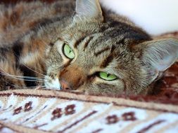 tabby Cat with green eyes lays down, head close up