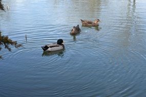 ducks swimming in the river