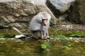 Ape Monkey by the water