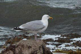 sea gull on a rock