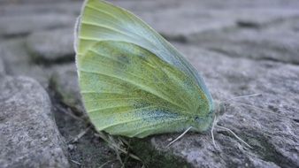 Closeup photo of Green Butterfly