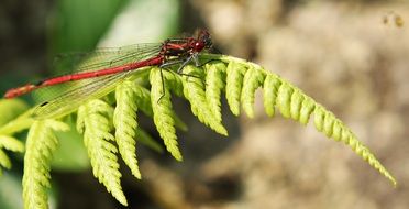 red dragonfly on the fern leaf