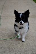 black white puppy on a green leash