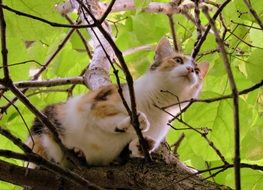 the cat stands on the branches of a tree