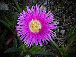 purple Carpobrotus Edulis Flower in Garden