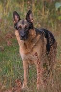 German Shepherd in the fall