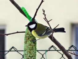 colorful bird on the manger