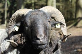 portrait of a sheep with horns on a sunny day