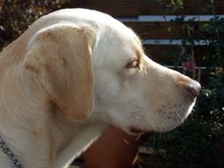 profile of a labrador