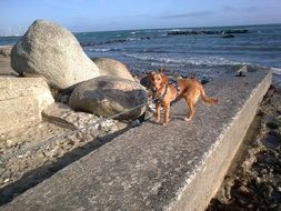 dog from the sea stone