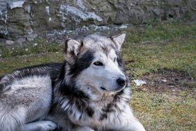 fluffy malamute dog