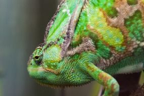 Green Chameleon close-up on blurred background