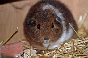 incredibly beautiful Guinea Pig