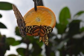 Beautiful and colorful butterfly on the orange