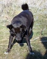 Black dog under the bright sun