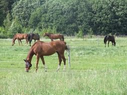 Horses on a meadow