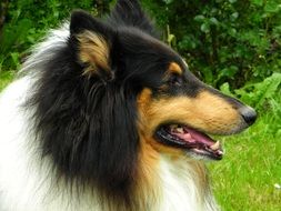 Beautiful three coloured collie