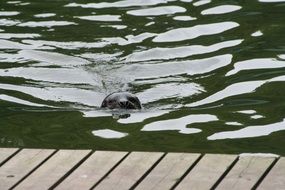 Seal Swim