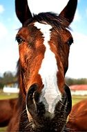 muzzle of a brown stallion with a white spot