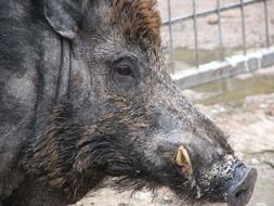 muzzle of a wild boar in profile