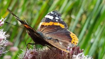 wild butterfly on the thistle flower