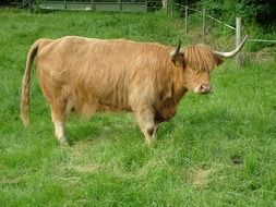 farm fluffy beef